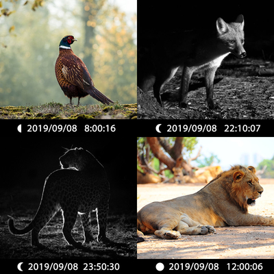 Κάμερα Wildlife με υψηλή ανάλυση αισθητήρα Κάμερα 13MP Cmos Dual Lens Trail Camera