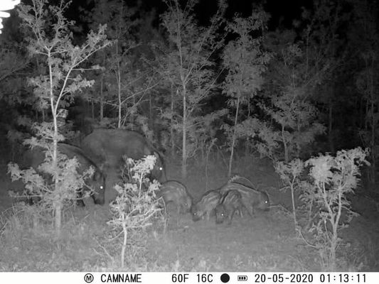 Κάμερα Κυνηγιού IP67 No-Glow με Υποστήριξη Μικροφακού 450mm και Κάμερες Κυνηγιού HD με Διάστημα 1s-60m