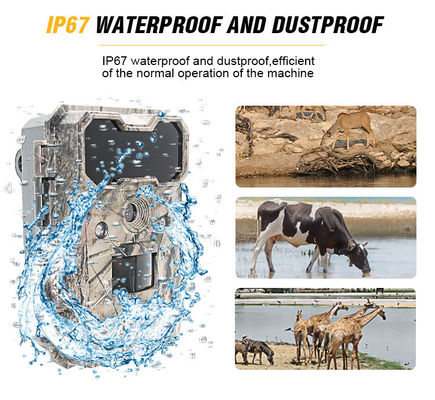 Κινητική κάμερα άγριας ζωής